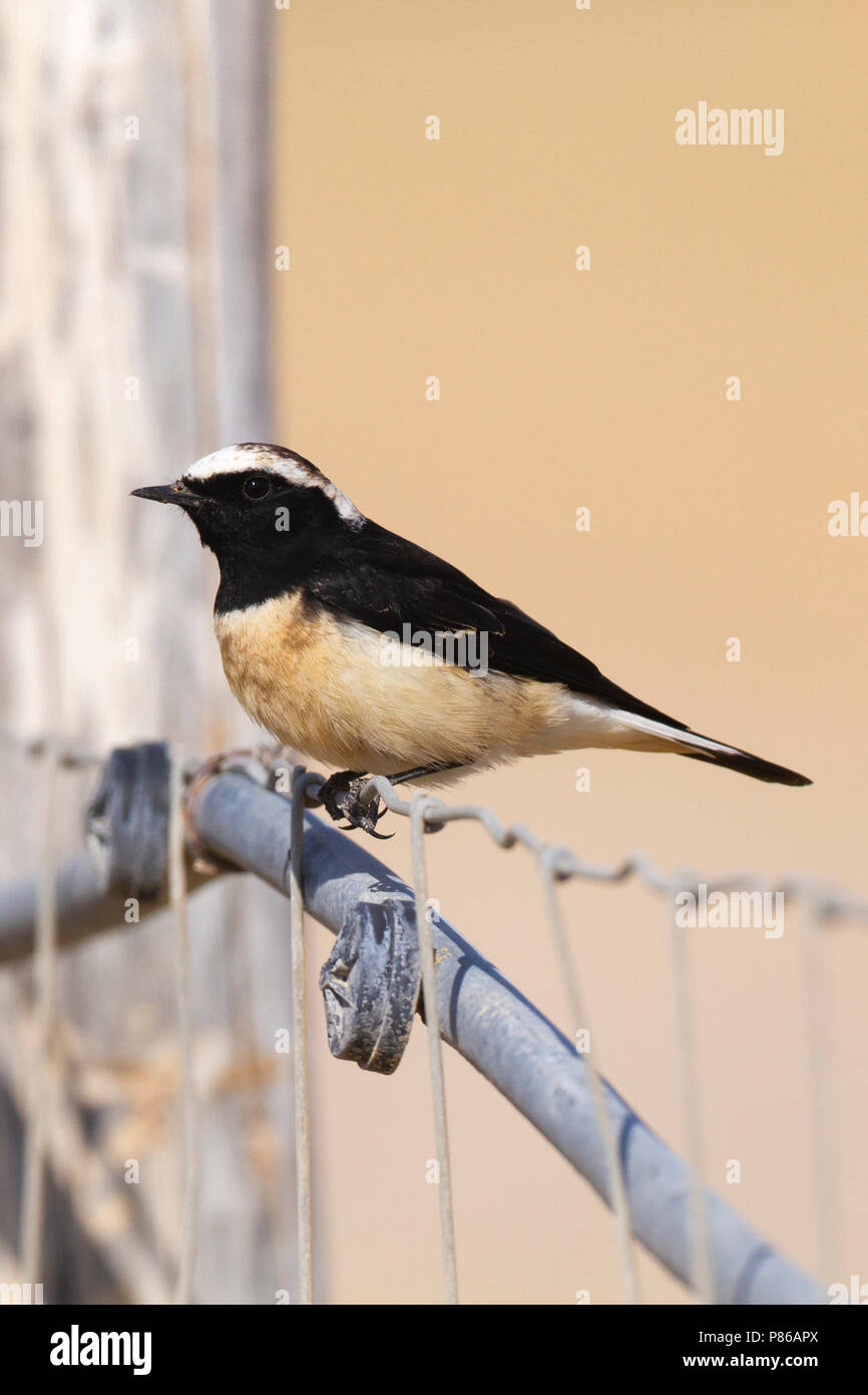 Cyprustapuit, Cyprus Wheatear, Oenanthe cypriaca Stock Photo