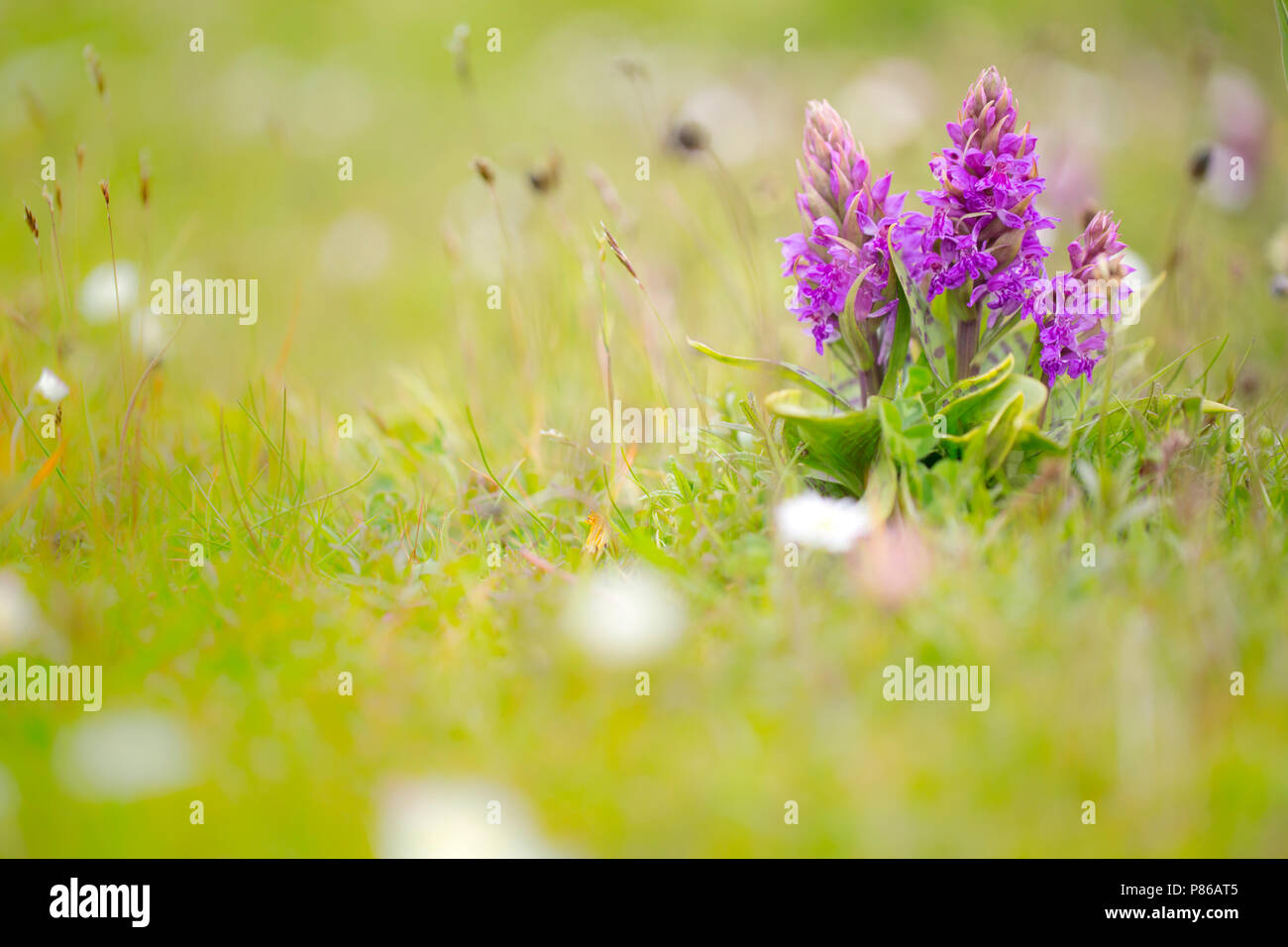 Bloeiende Brede orchis, Flowering Broad-leaved Marsh Orchid Stock Photo