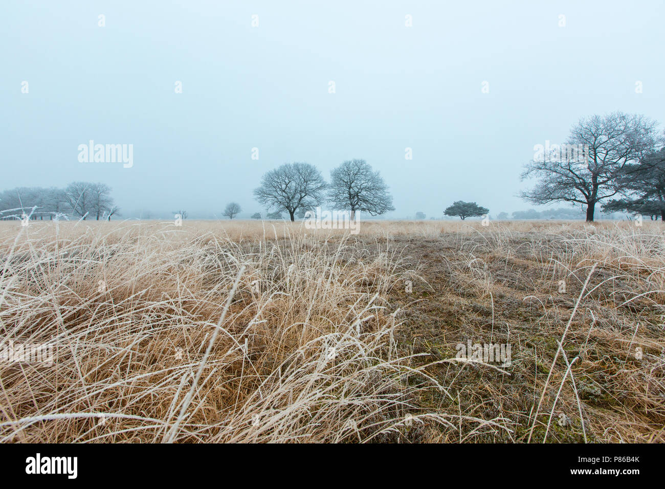 Winterlandschap Delleboersterheide, Winter landscape Delleboersterheide Stock Photo