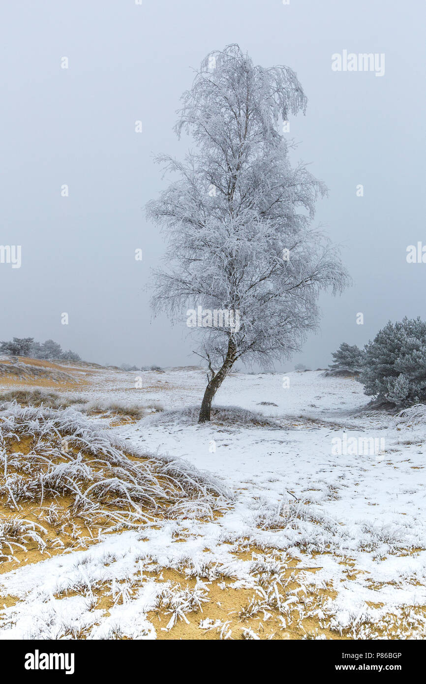 Winterlandschap Drents Friese Wold Winter landscape Drents Friese Wold Stock Photo