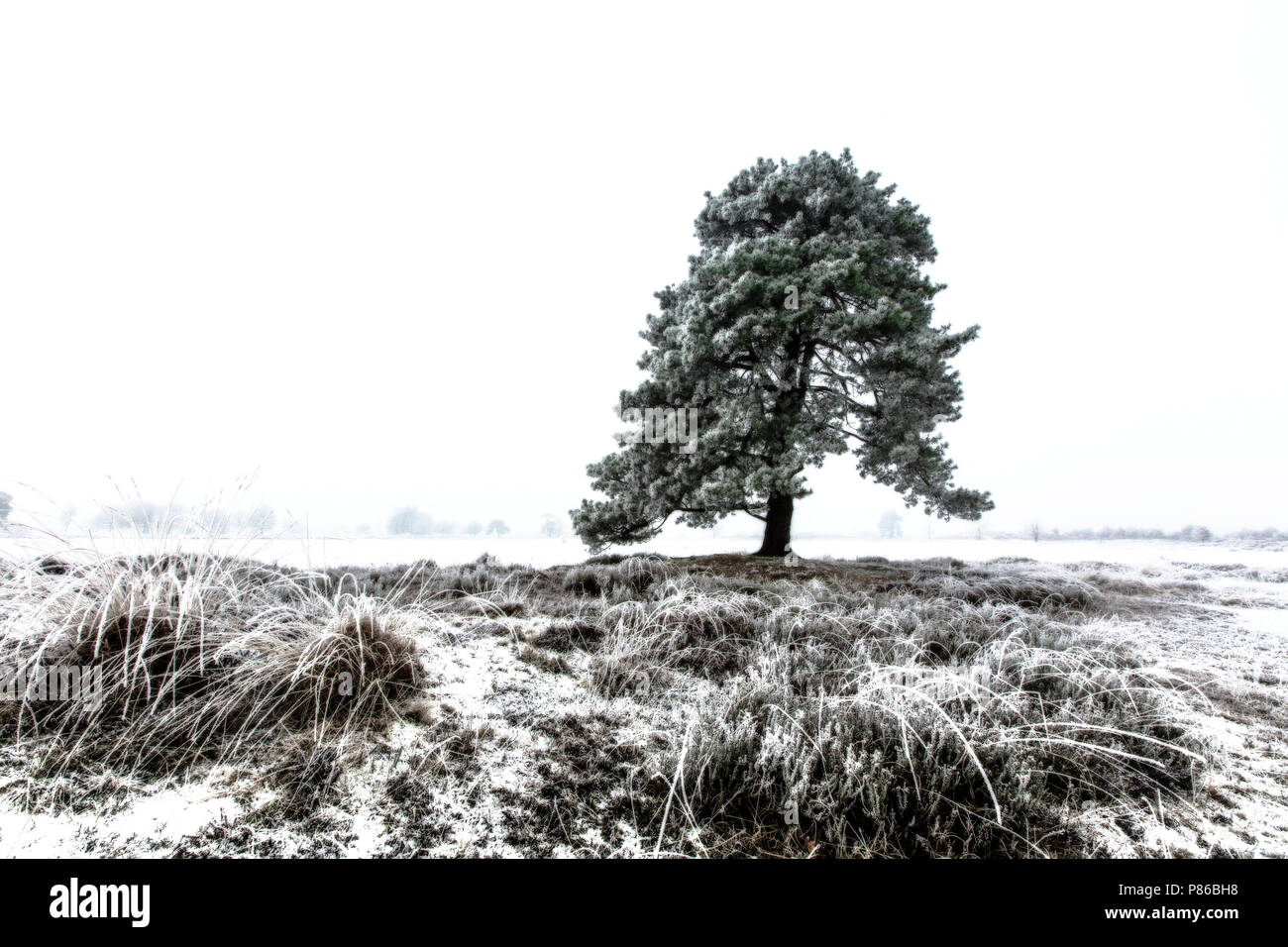 Winterlandschap Drents Friese Wold Winter landscape Drents Friese Wold Stock Photo