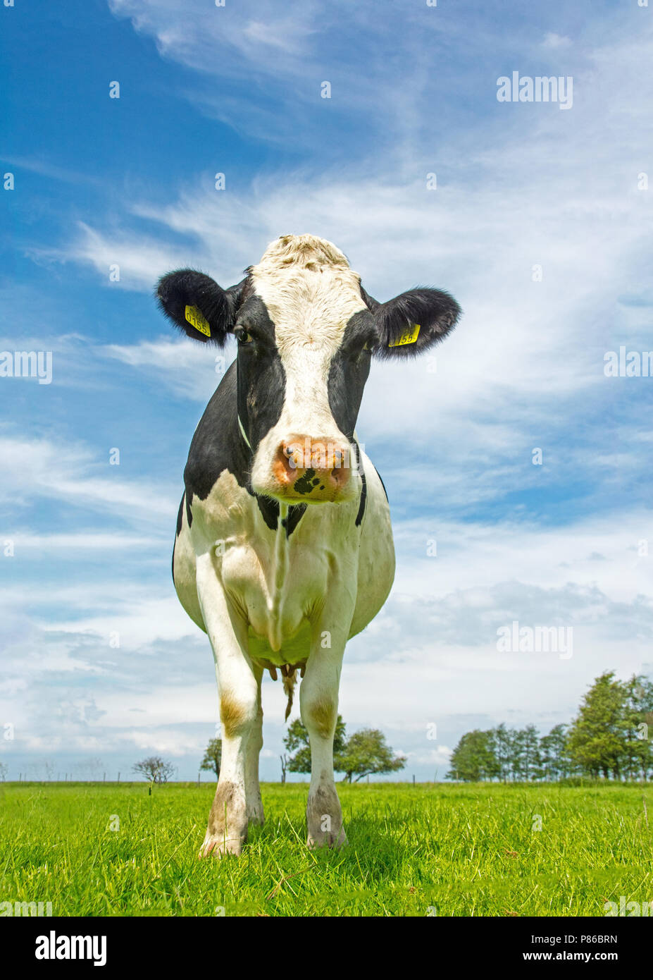 Reflectie Eerlijkheid ondersteuning Portret van een Koe; Close-up of a domestic Cow Stock Photo - Alamy