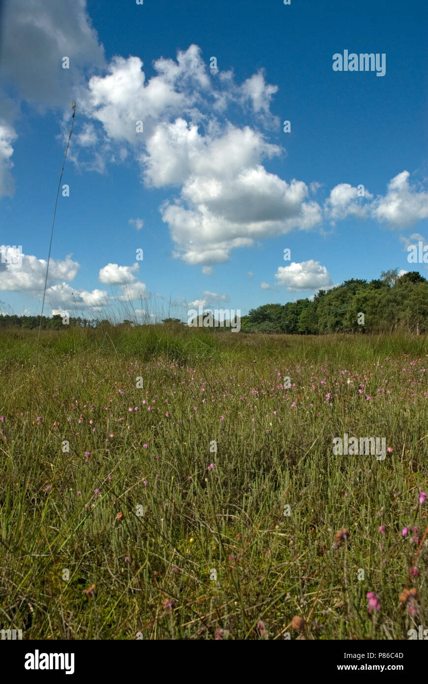 Nationaal Park Dwingelderveld, National Park Dwingelderveld Stock Photo