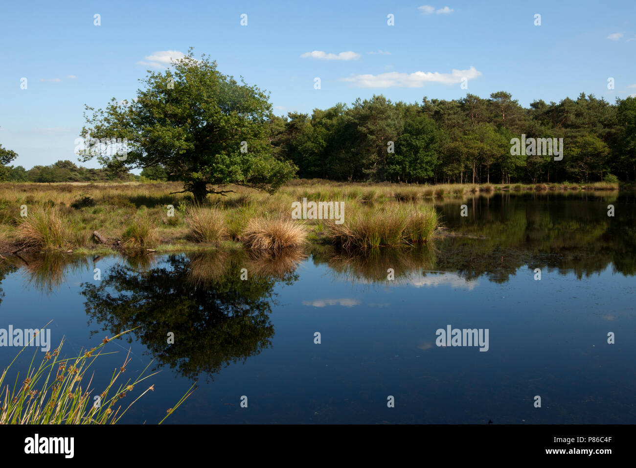 Nationaal Park Dwingelderveld, National Park Dwingelderveld Stock Photo