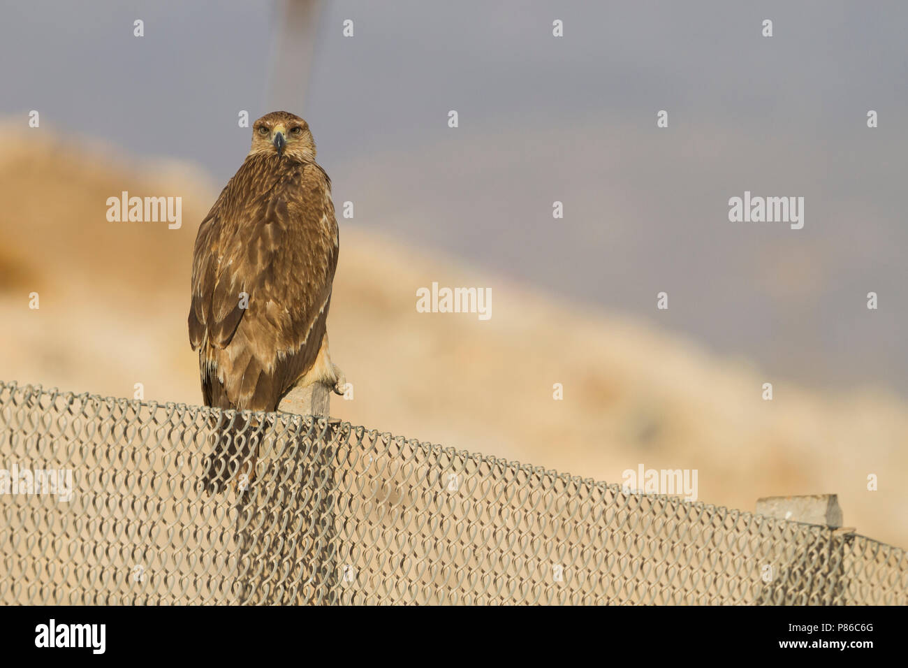 Eastern Imperial Eagle - Kaiseradler - Aquila heliaca, Oman, 3rd cy Stock Photo