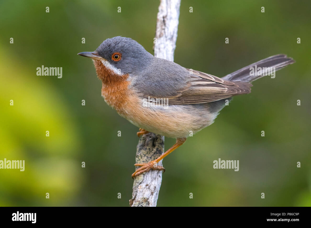 Eastern Subalpine Warbler; Sylvia cantillans cantillans Stock Photo Alamy