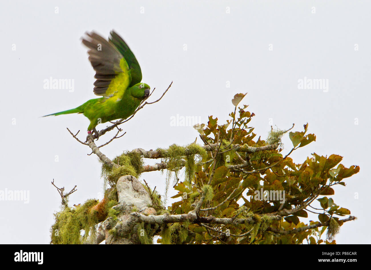 Echo Parakeet (Psittacula echo) on Mauritius, a species of bird on the verge of extinction. Stock Photo