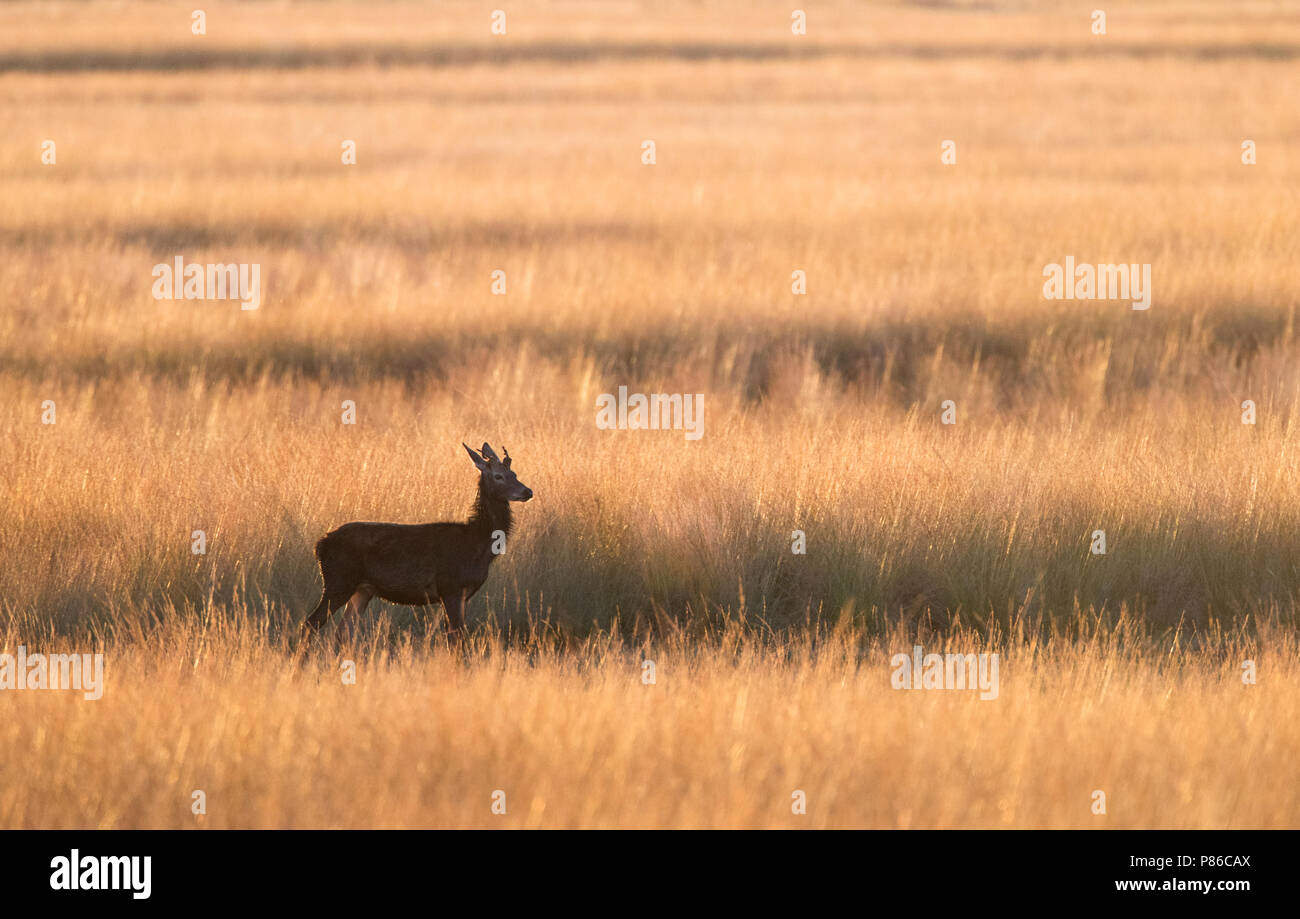 Edelhert op de Veluwe; Red Deer (Cervus elaphus) in Dutch national park de Hoge Veluwe Stock Photo