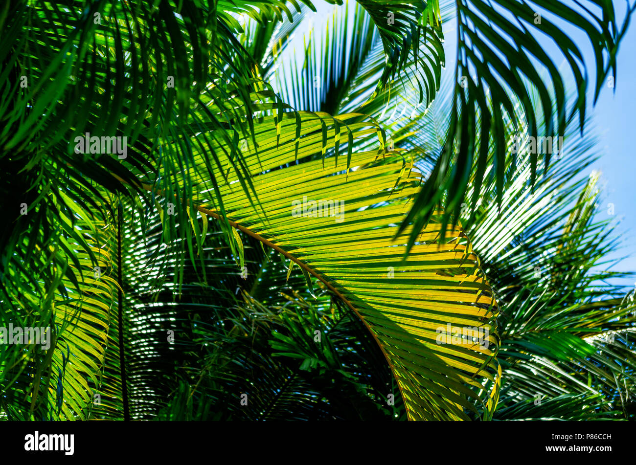 Flora guadeloupe hi-res stock photography and images - Alamy