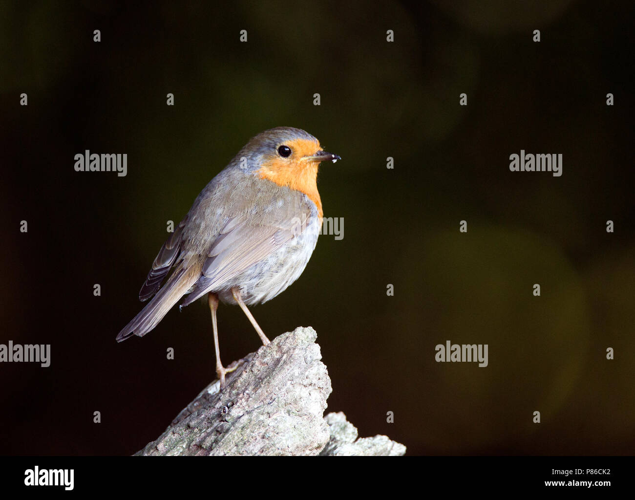 Roodborst; European Robin; Erithacus rubecula Stock Photo