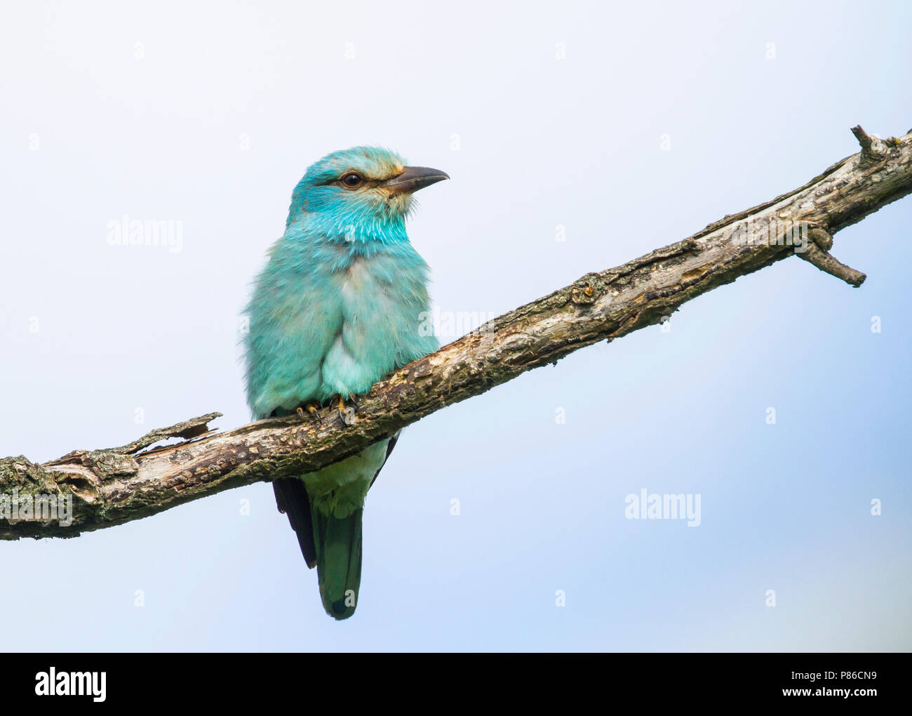 European Roller, Scharrelaar, Coracias garrulus ssp. garrulus, Hungary, adult Stock Photo