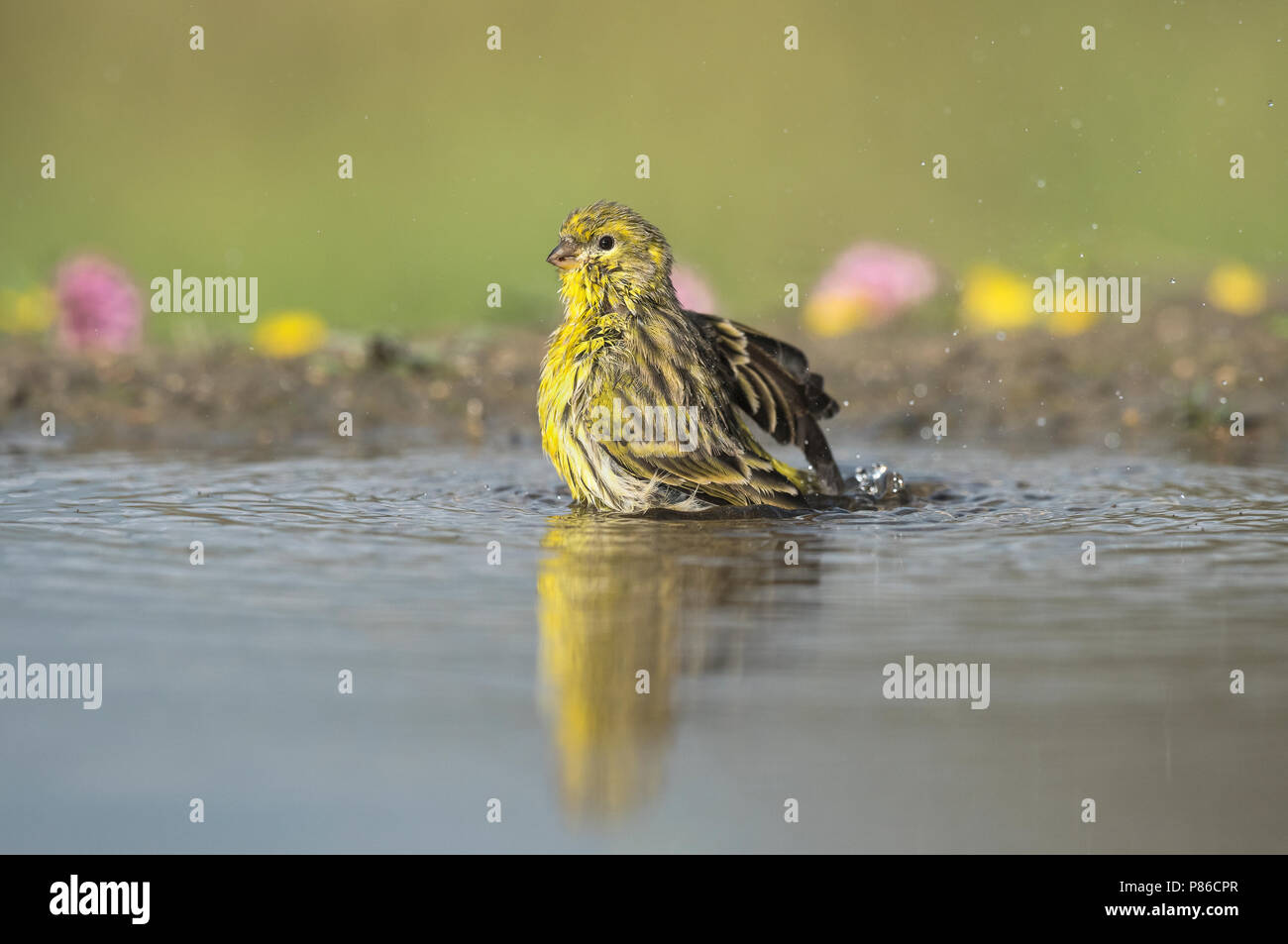 European Serin, Europese Kanarie Stock Photo