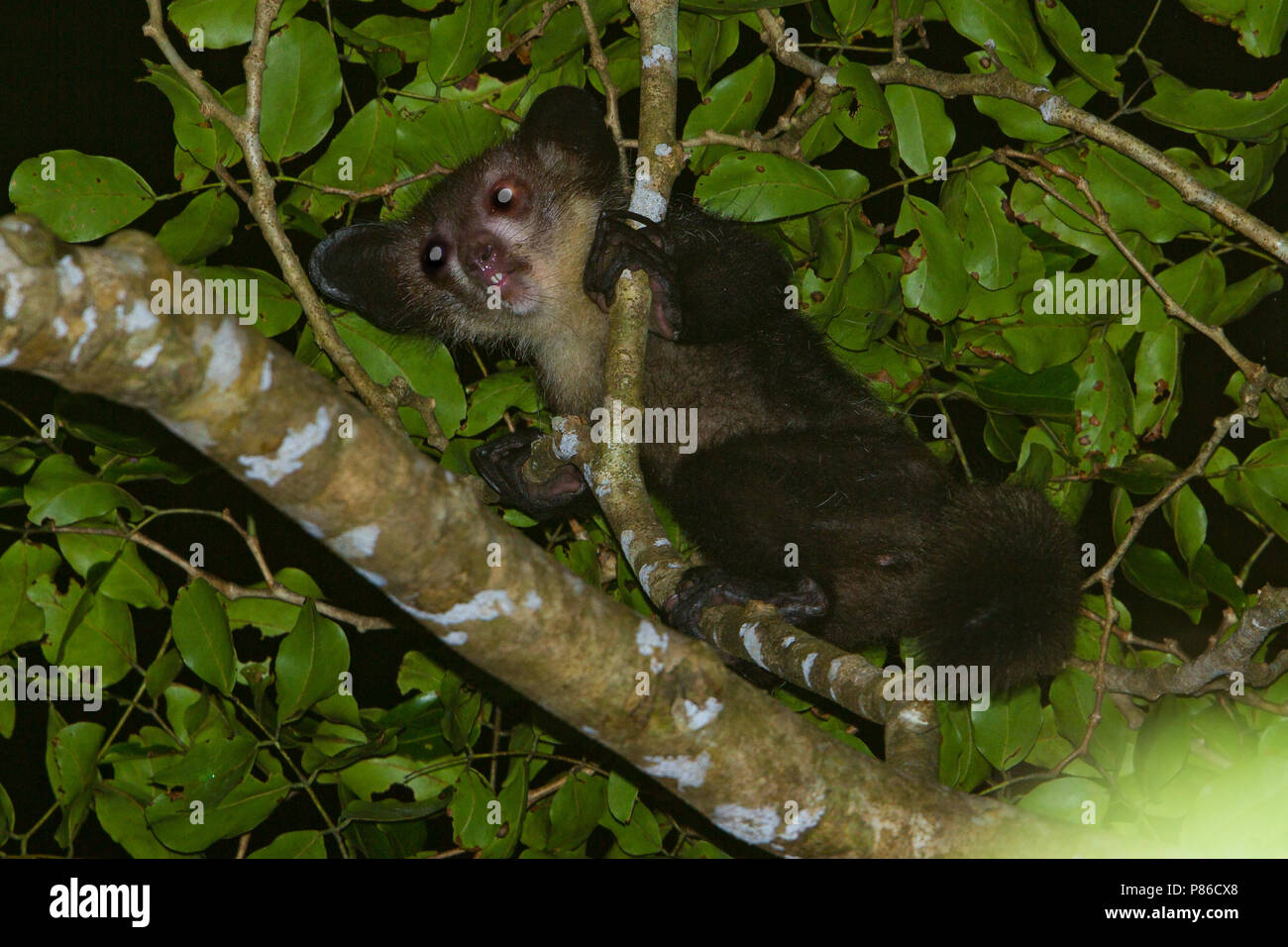 Aye-aye (Daubentonia madagascariensis) foraging during the night in Madagascar. This is world's largest nocturnal primate. Stock Photo