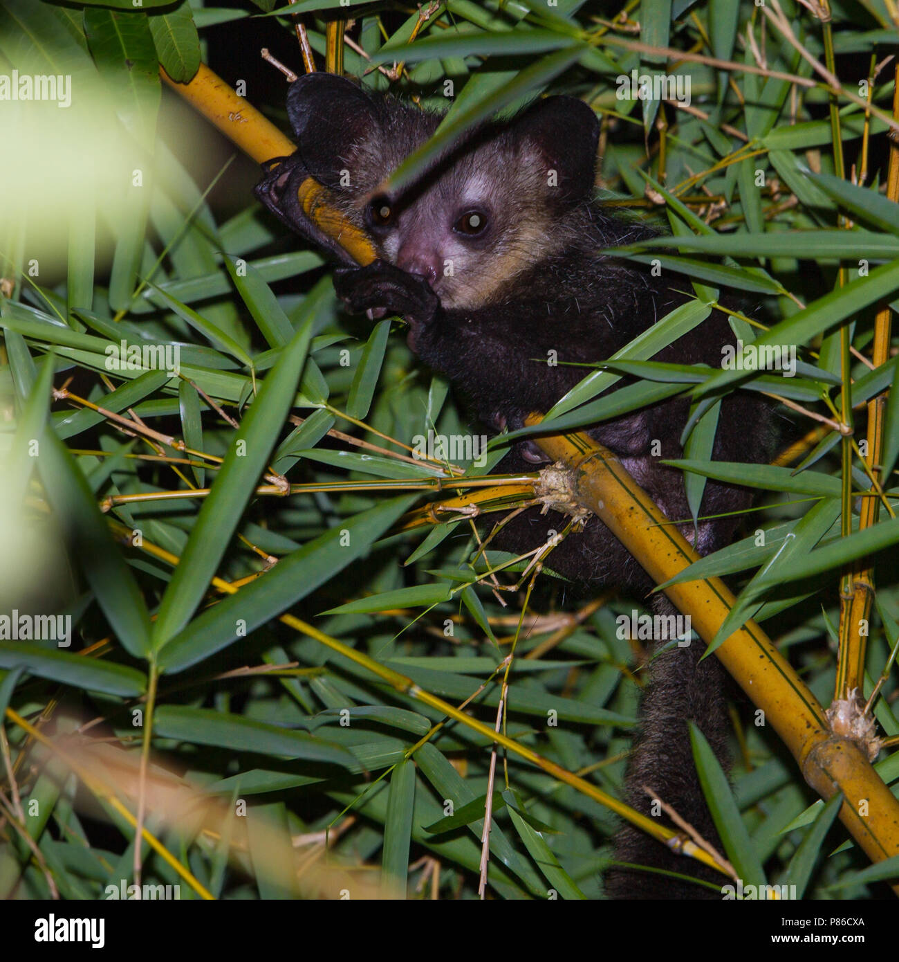 Aye-aye (Daubentonia madagascariensis) foraging during the night in Madagascar. This is world's largest nocturnal primate. Stock Photo