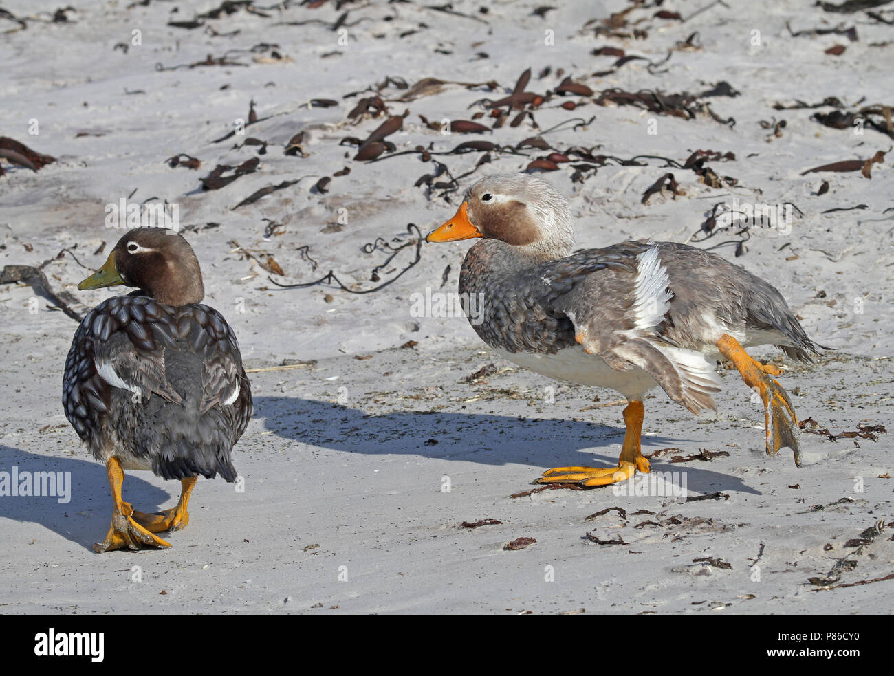 Falkland Steamer Duck (Tachyeres brachypterus) a flightless endemic of the Falkland Islands. Stock Photo