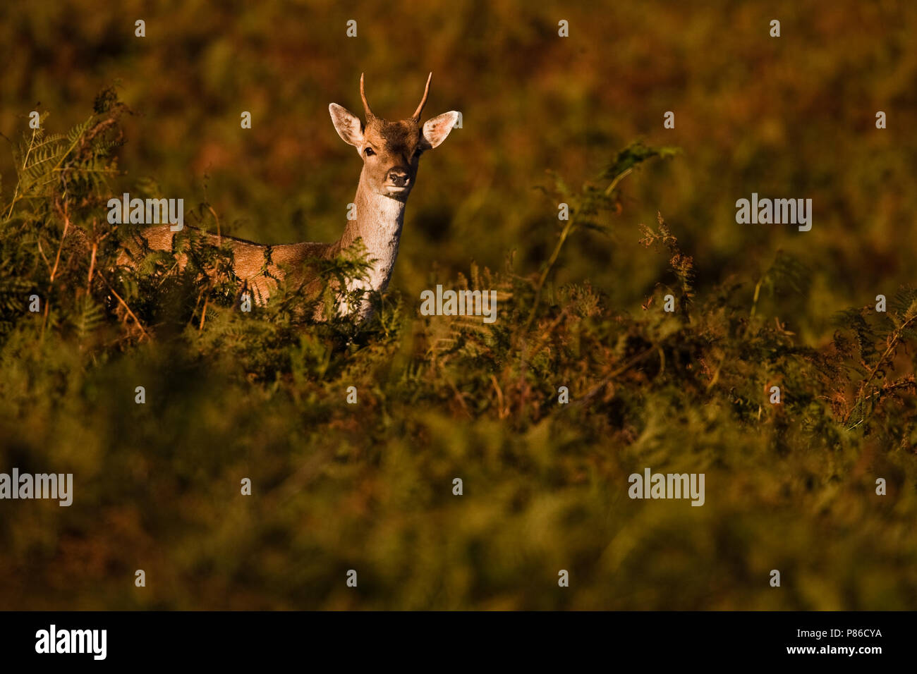 Damhert man, Fallow Deer male Stock Photo