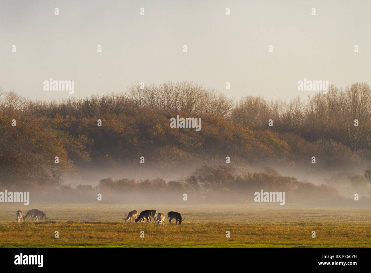 Damhert, Fallow Deer Stock Photo