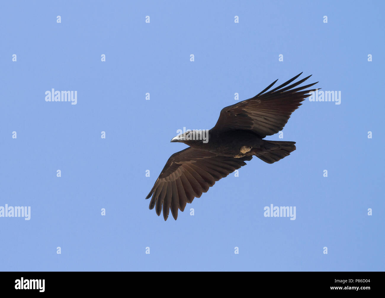 Fan-tailed Raven - Borstenrabe - Corvus rhipidurus, Oman Stock Photo - Alamy