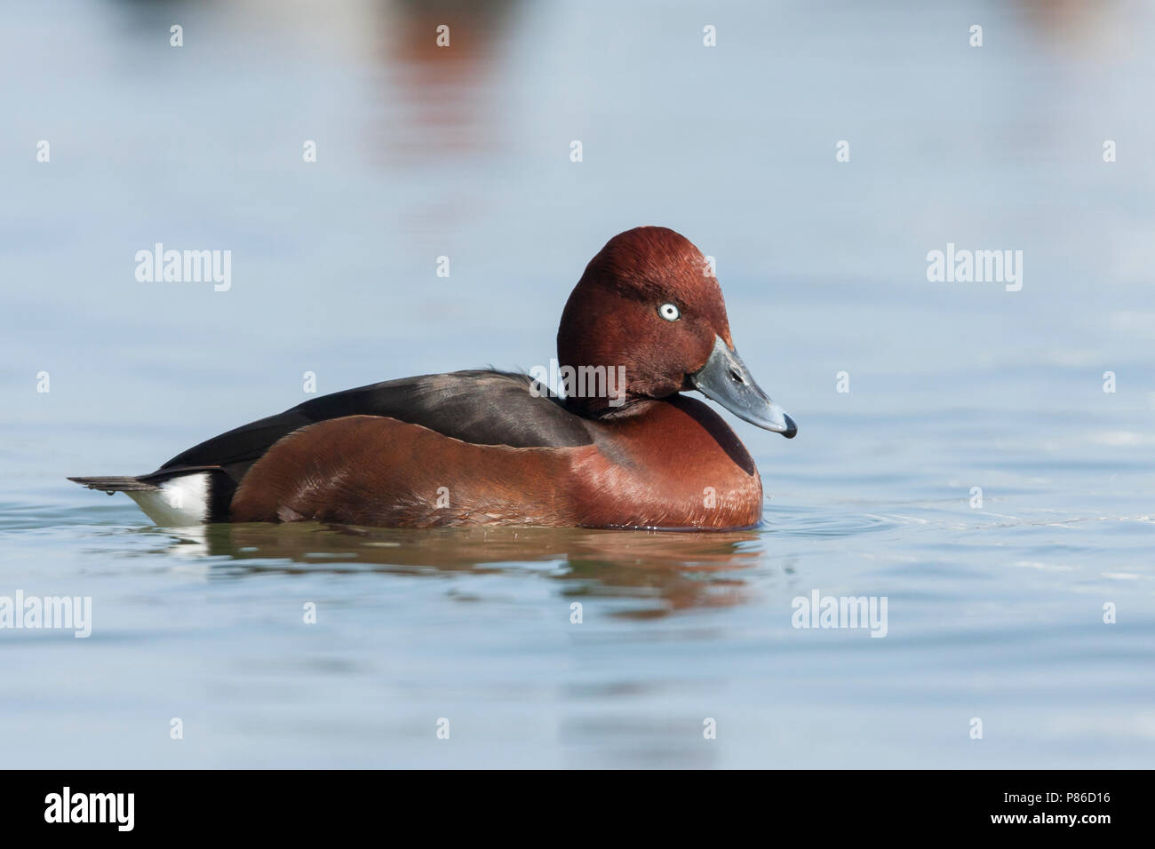 Ferruginous Duck, Witoogeend, Aythya nyroca, France, adult male Stock Photo