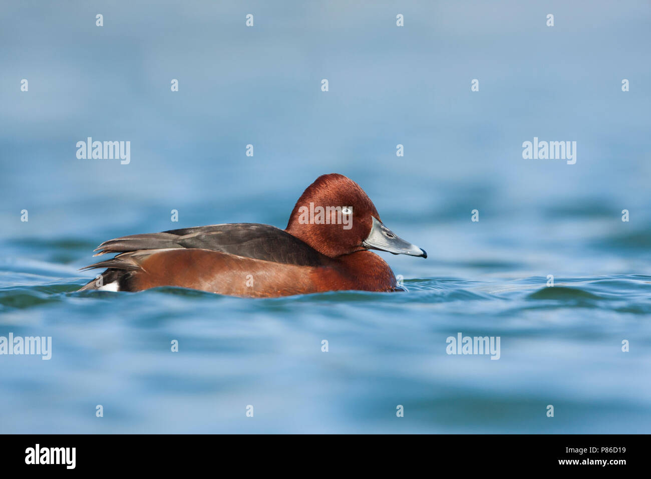 Ferruginous Duck, Witoogeend, Aythya nyroca, France, adult male Stock Photo