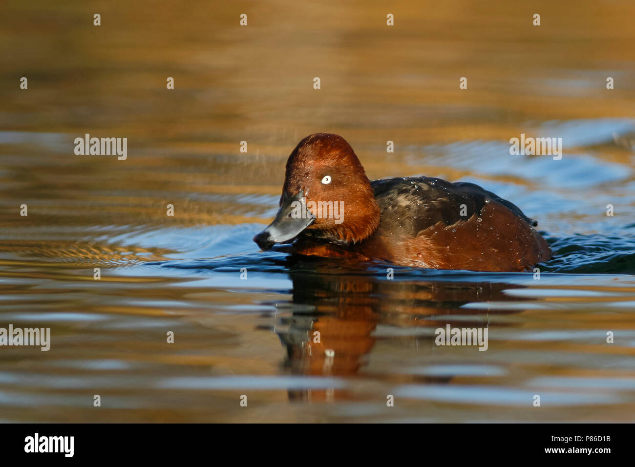 Ferruginous Duck - Moorente - Aythya nyroca, Germany, adult male Stock Photo