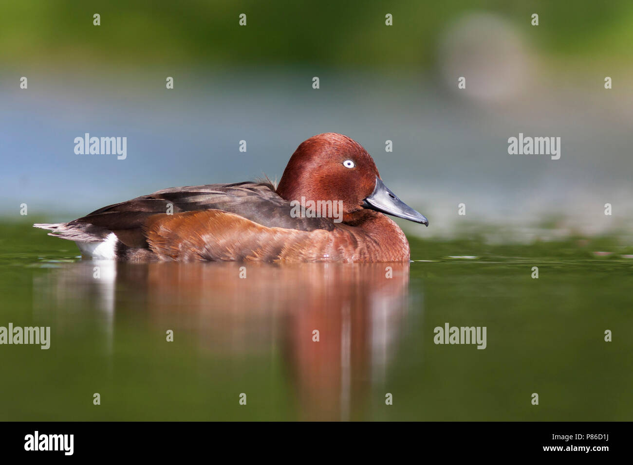 Ferruginous Duck - Moorente - Aythya nyroca, Germany, adult male Stock Photo