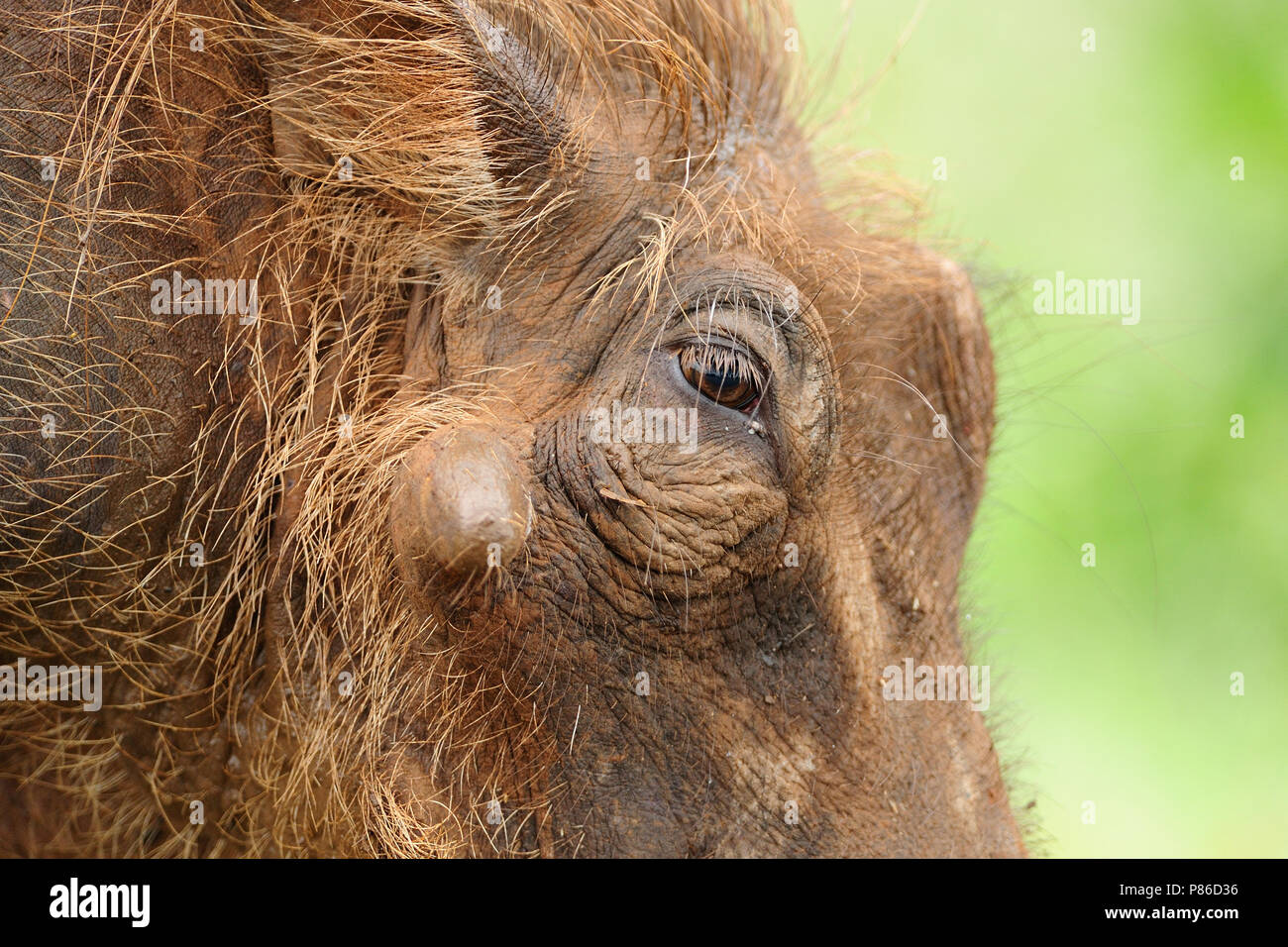 Warthog common warthog, wild pig African hog Stock Photo