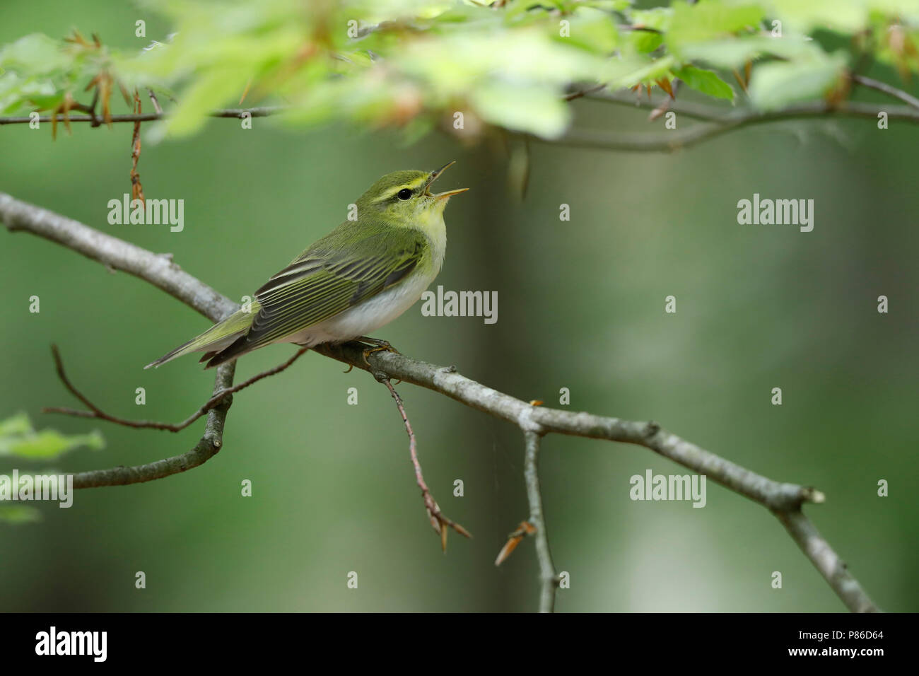 Wood warbler during spring in a Dutch forest. Stock Photo