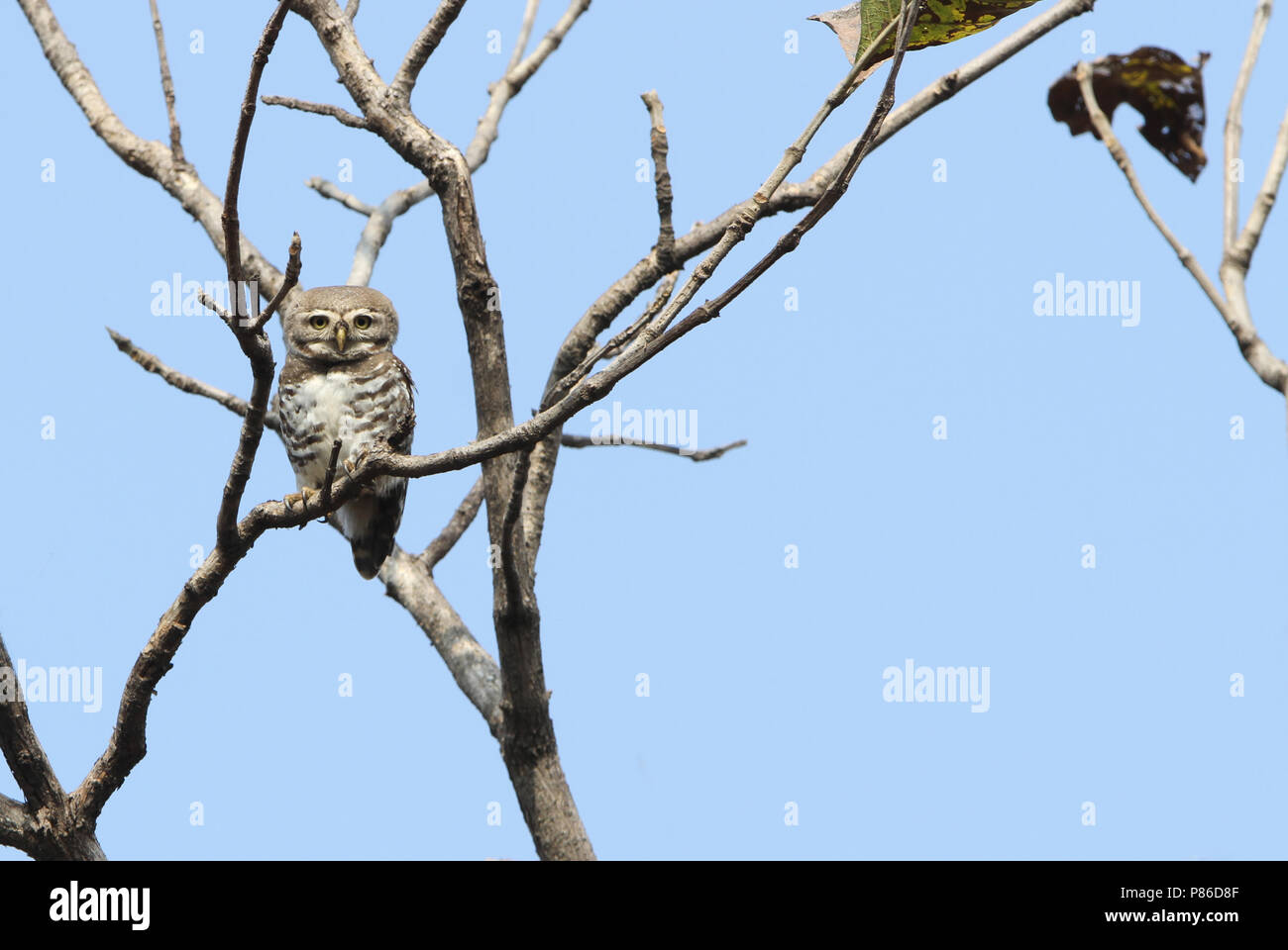 Forest owlet (Athene blewitti) a recently rediscovered Indian endemic species of bird and on the verge of extinction. Stock Photo