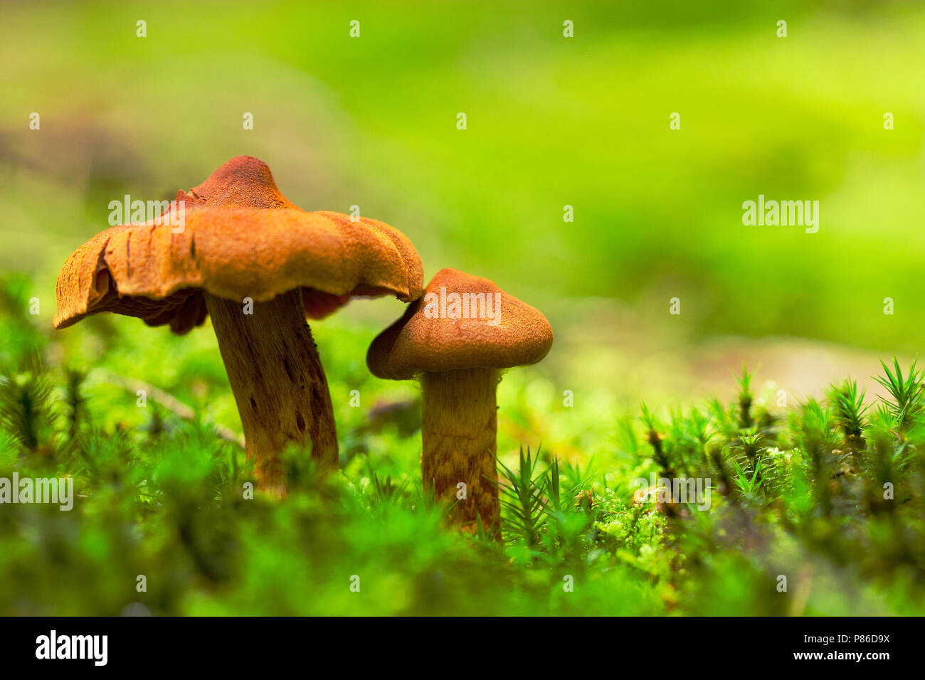 Fraaie gifgordijnzwam, Deadly Webcap mushroom Stock Photo