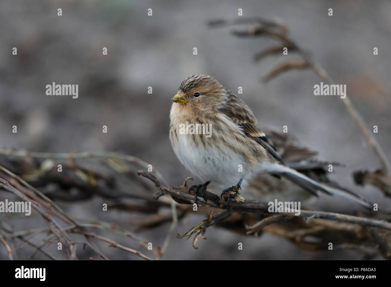 Frater; Twite; Stock Photo