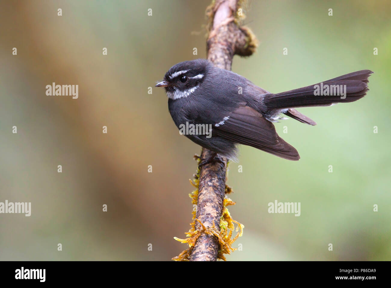 Friendly Fantail (Rhipidura albolimbata) perched on a tree Stock Photo