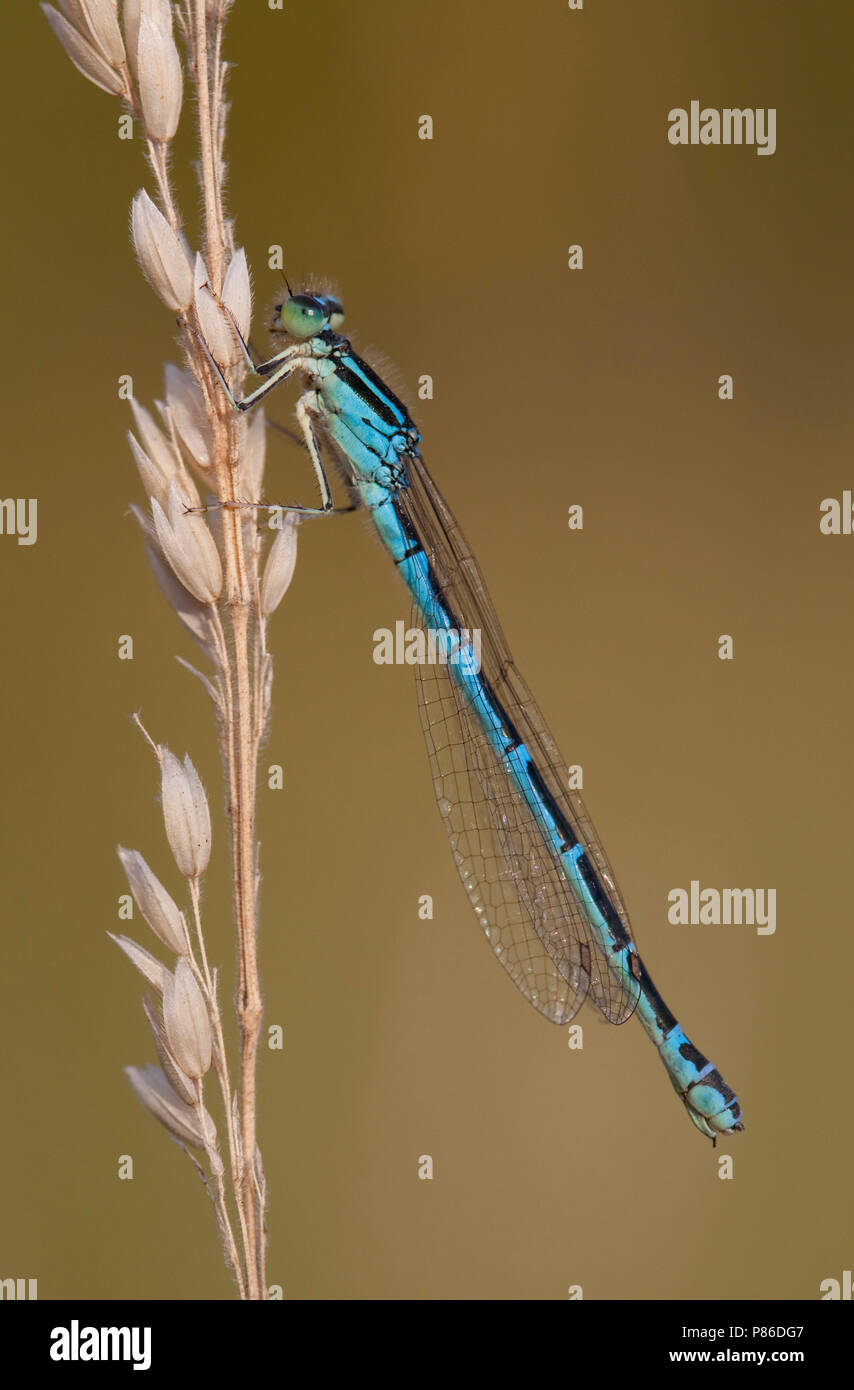 Imago Gaffelwaterjuffer; Adult Dainty Bluet; Adult Dainty Damselfly Stock Photo