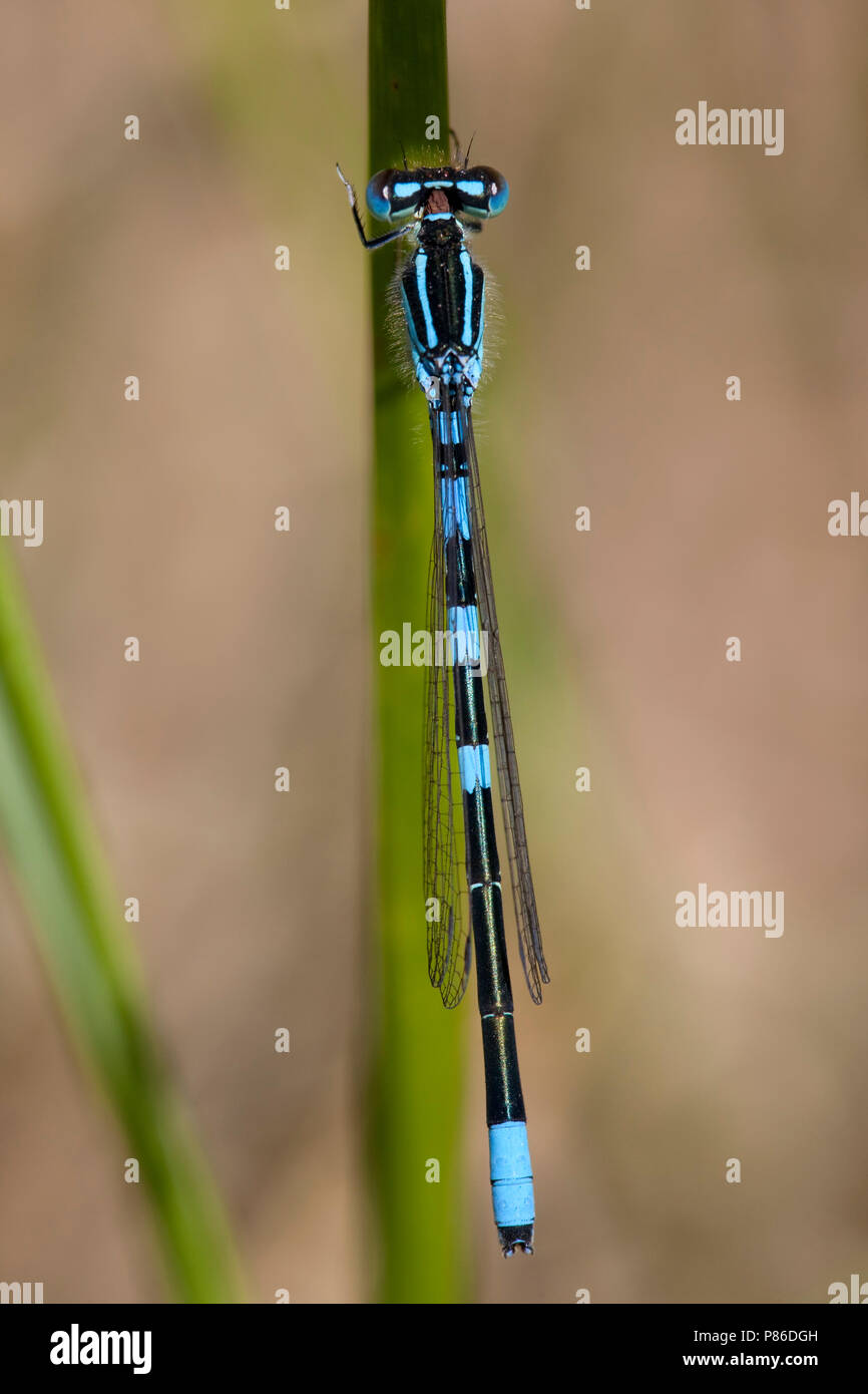 Imago Gaffelwaterjuffer; Adult Dainty Bluet; Adult Dainty Damselfly Stock Photo