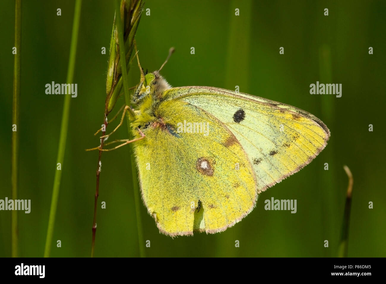 Gele luzernevlinder / Pale Clouded Yellow (Colias hyale) Stock Photo