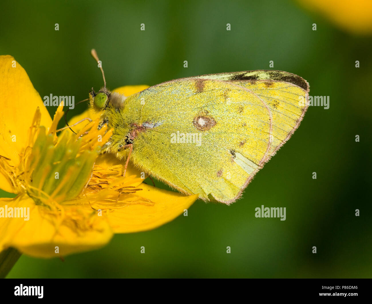 Gele luzernevlinder / Pale Clouded Yellow (Colias hyale) Stock Photo