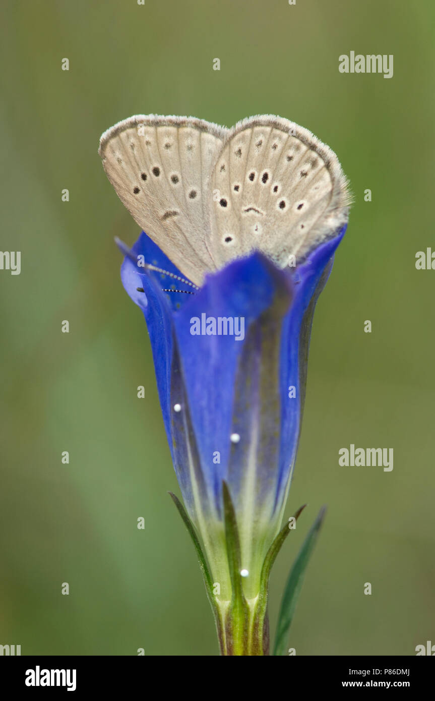 Gentiaanblauwtje / Alcon Blue (Phengaris alcon) Stock Photo