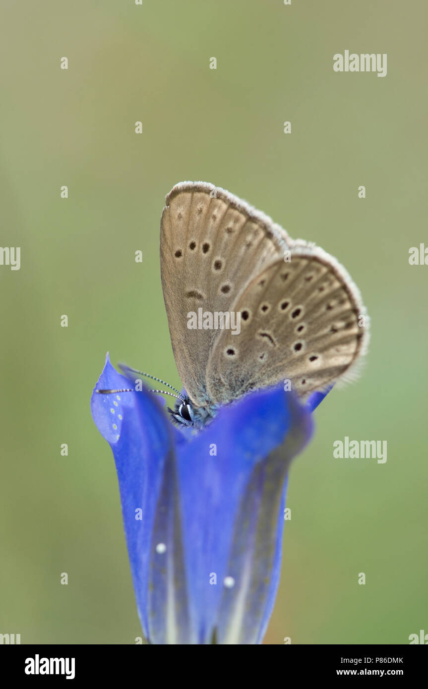 Gentiaanblauwtje / Alcon Blue (Phengaris alcon) Stock Photo