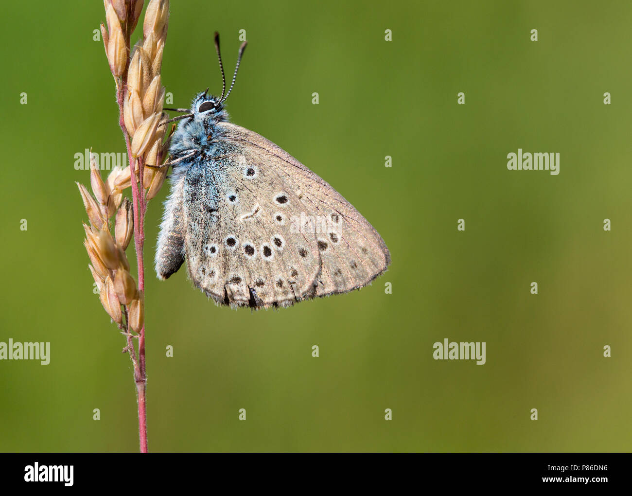 Gentiaanblauwtje, Alcon Blue, Phengaris alcon Stock Photo