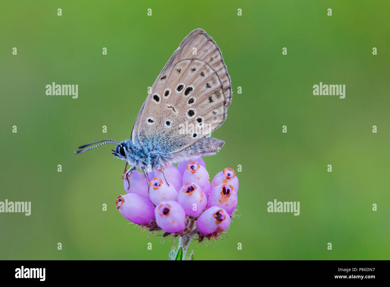 Gentiaanblauwtje, Alcon Blue, Phengaris alcon Stock Photo