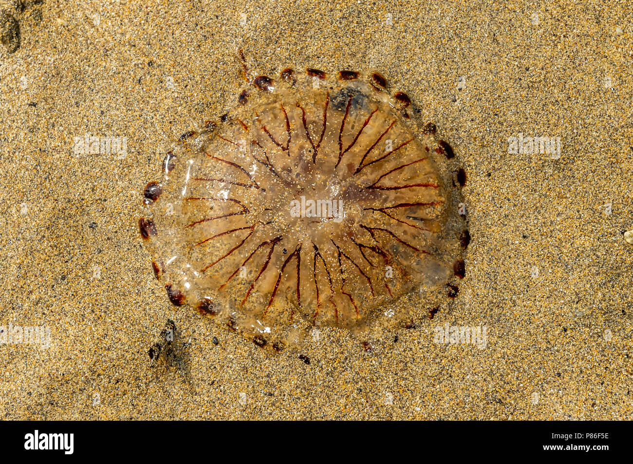 Bantry, Ireland. 9th July, 2018. A Compass Jellyfish 'Chrysaora Hysoscella' washed up on Bantry beach earlier today. Jellyfish are proliferate in Irish waters due to the heat and their mating season. The heatwave is set to continue for the next week with temperatures hovering around the mid to high 20° Celsius mark. Credit: Andy Gibson/Alamy Live News. Stock Photo