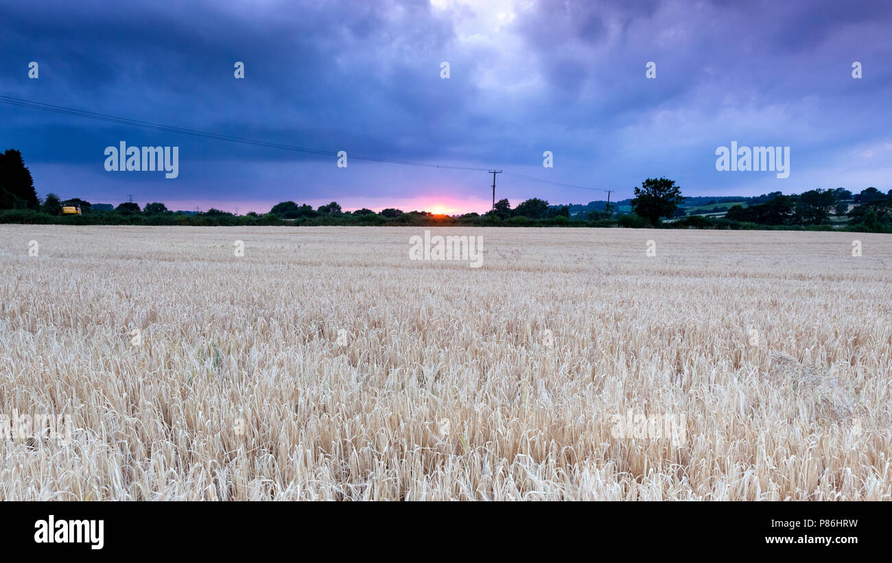 Fole, Staffordshire, UK. The sun sets over a field of crop on the evening of 9th July 2018, following another humid summer's day during the on-going heatwave. Stock Photo