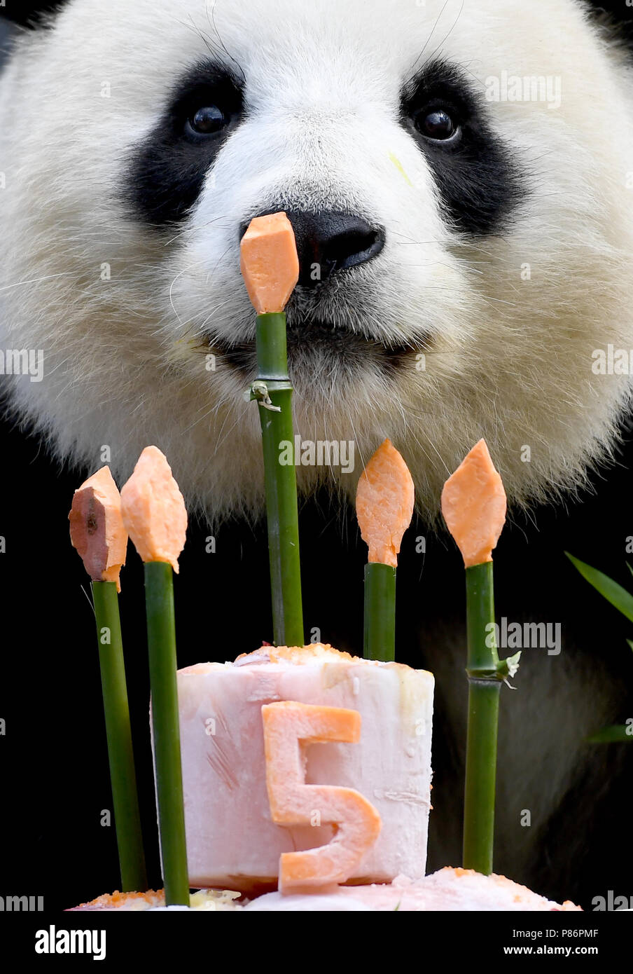 Berlin, Germany. 10th July, 2018. Panda female Meng Meng takes a look at  her birthday cake at her enclosure at the Berlin Zoological Garden. The  animal keepers served a sugar-free birthday cake