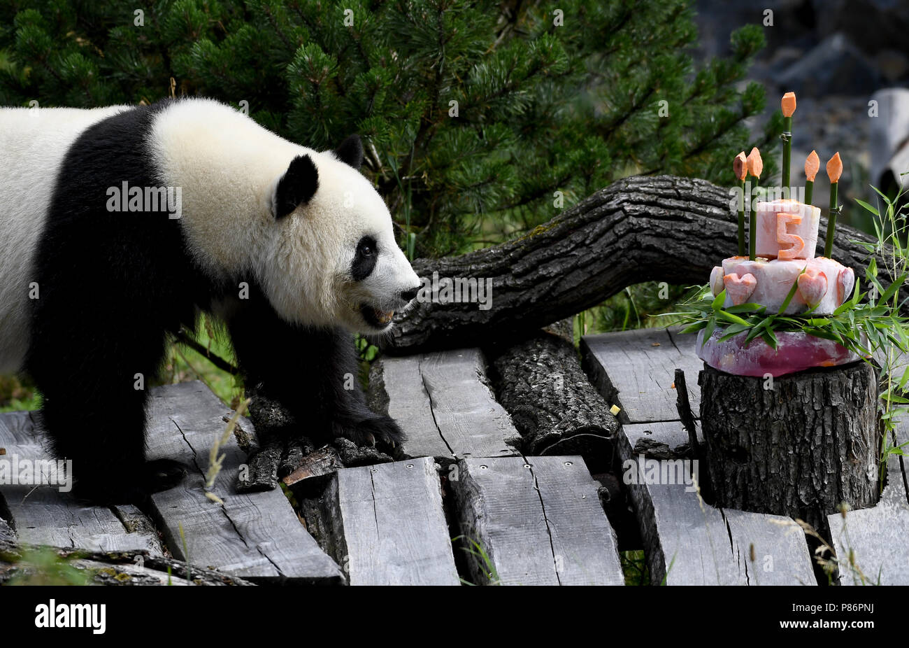 Berlin, Germany. 10th July, 2018. Panda female Meng Meng takes a look at  her birthday cake at her enclosure at the Berlin Zoological Garden. The  animal keepers served a sugar-free birthday cake
