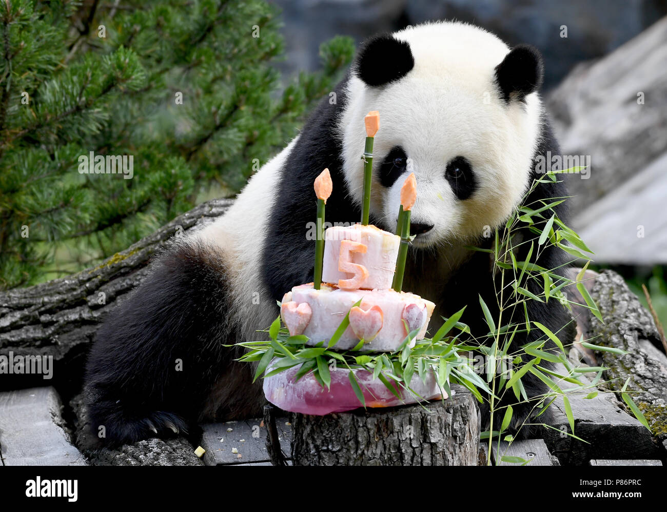 Berlin, Germany. 10th July, 2018. Panda female Meng Meng takes a look at  her birthday cake at her enclosure at the Berlin Zoological Garden. The  animal keepers served a sugar-free birthday cake
