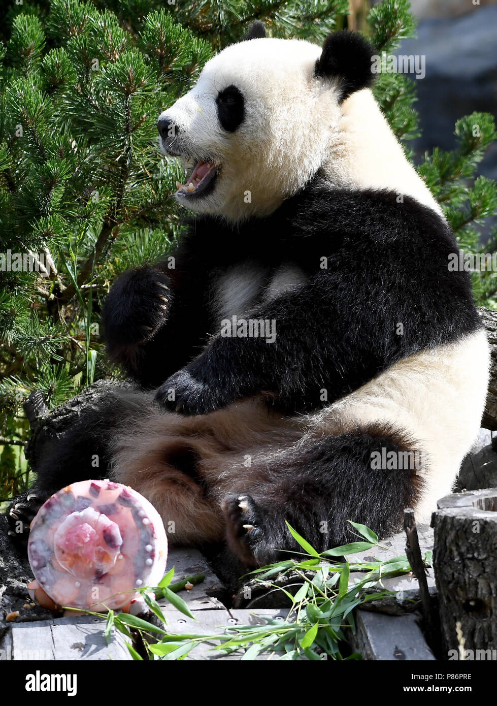 Berlin, Germany. 10th July, 2018. Panda female Meng Meng eats her birthday  cake at her enclosure at the Berlin Zoological Garden. The animal keepers  served a sugar-free birthday cake with delicacies like