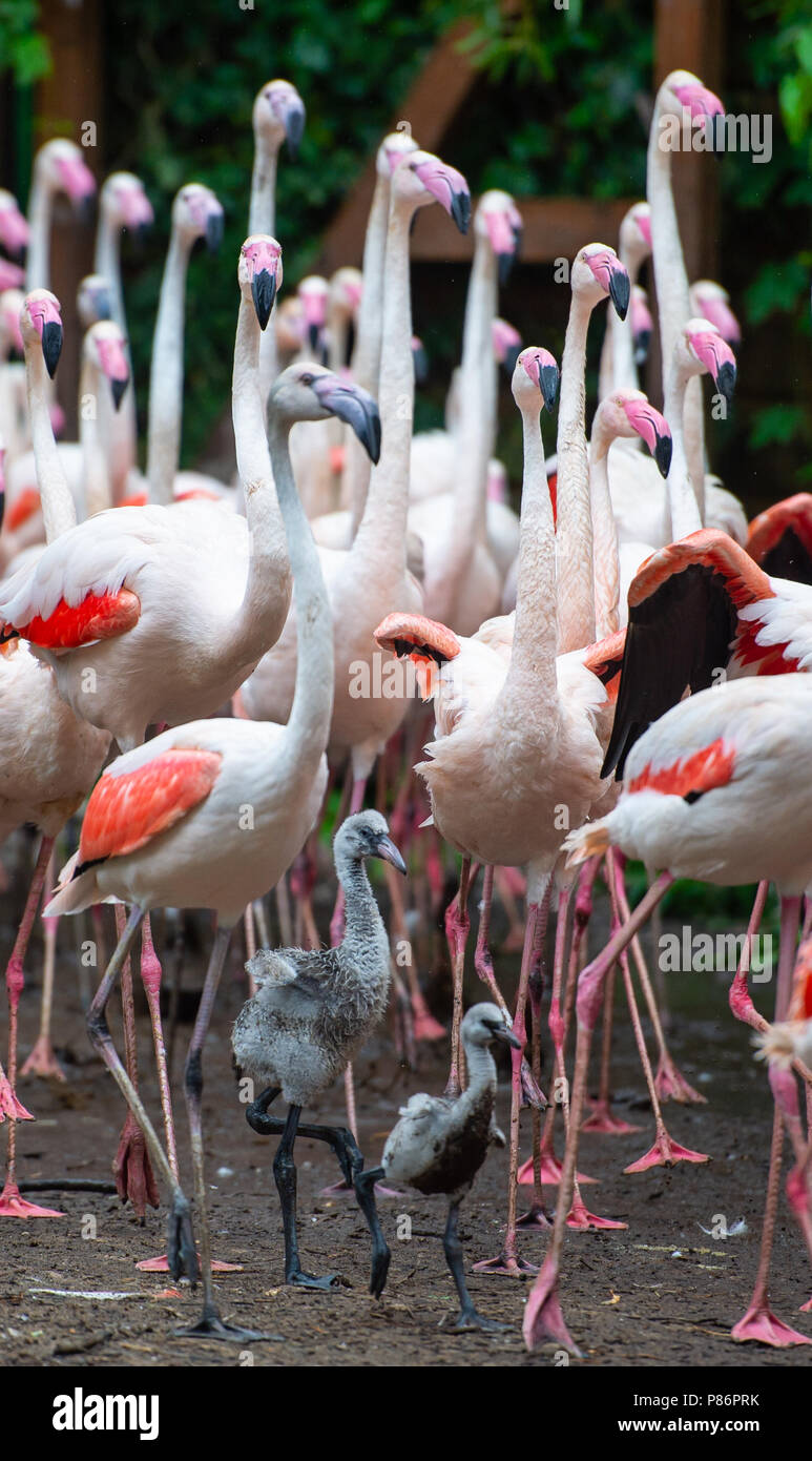 slaaf Overweldigen leider Walsrode, Germany. 10th July, 2018. Flamingos walk together with their  babies across their enclosure at the Weltvogelpark Walsrode (lit. Walsrode  world bird park). Currently 50 flamingo chicks hatched, at the  Weltvogelpark, a