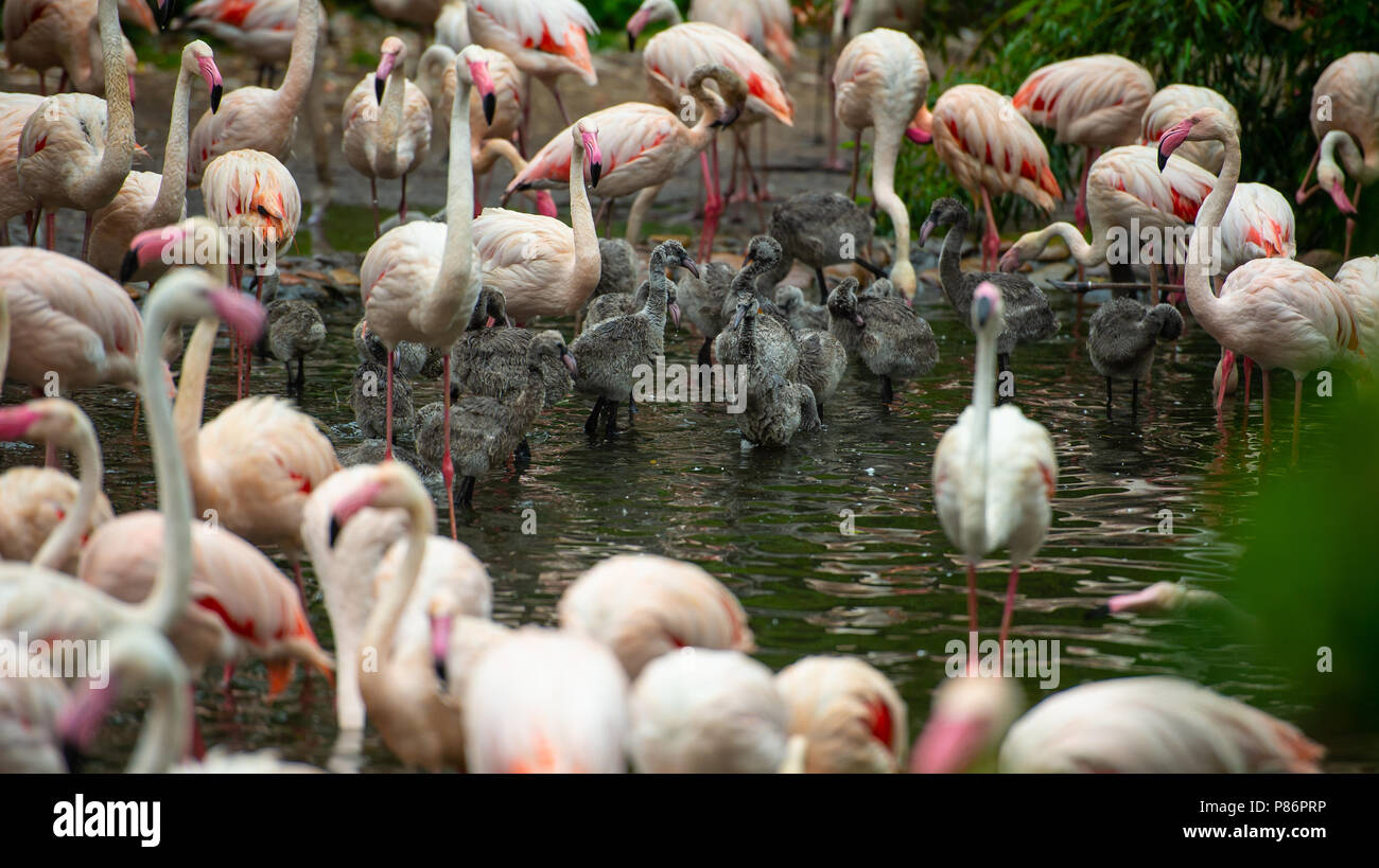 koppeling Diversen Toelating Walsrode, Germany. 10th July, 2018. Flamingos stand together with their  babies at the Weltvogelpark Walsrode (lit. Walsrode world bird park).  Currently 50 flamingo chicks hatched, at the Weltvogelpark, a unique baby  boom.