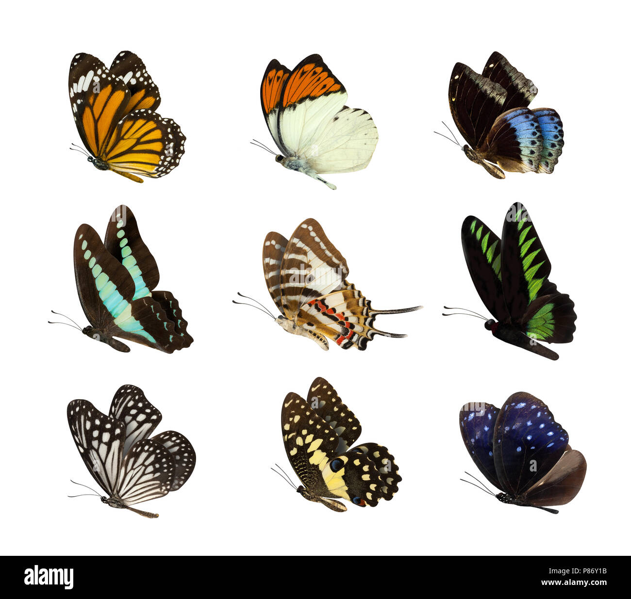 High Quality of nature butterfly Collection Set of butterfly isolated