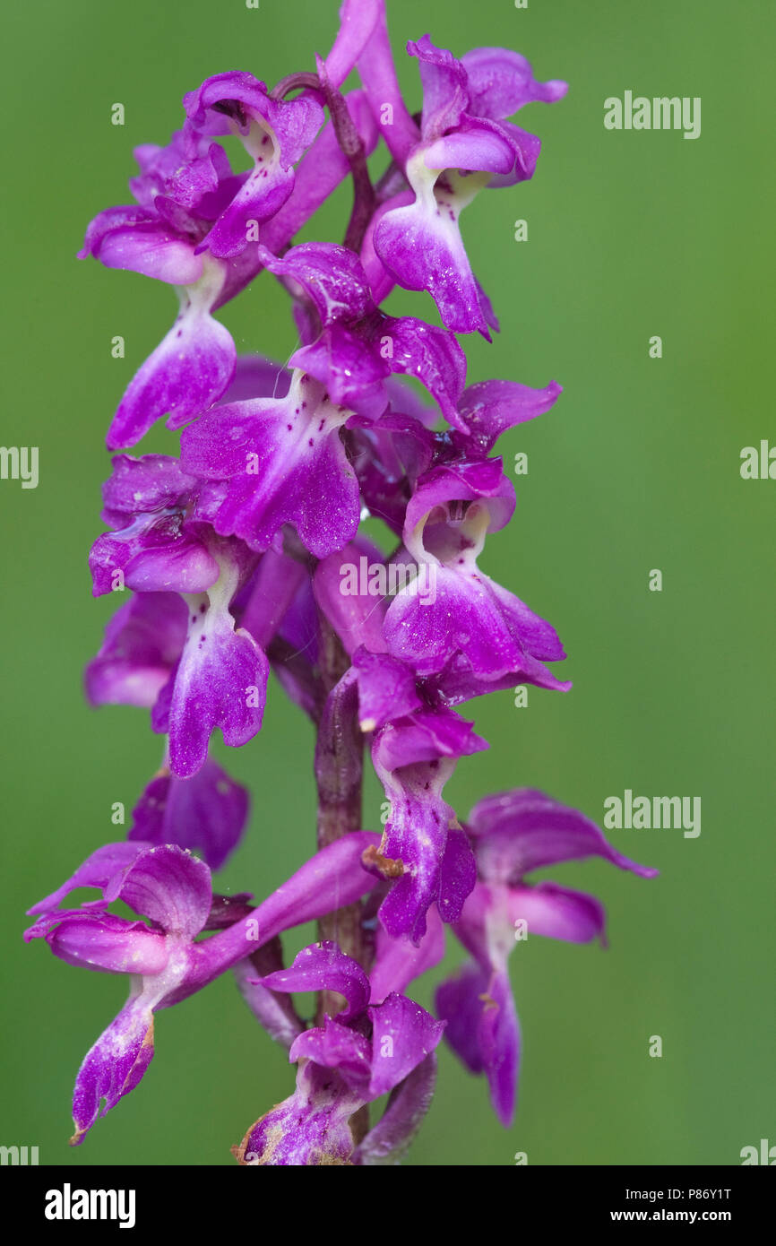 Close up van bloeiende Harlekijn Duitsland, Close-up of flowering Green-winged Orchid Germany Stock Photo